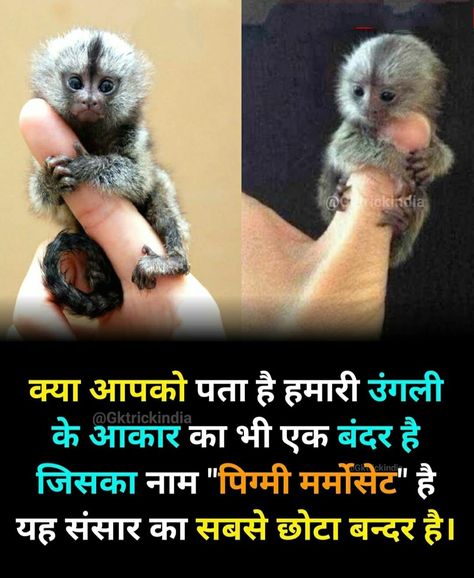 Animal Facts In Hindi, Amazing Facts About Animals, Youtube Facts, Facts For Students, Fun Facts About Life, Interesting Facts In Hindi, Interesting Science Facts, Biology Facts, Facts About World