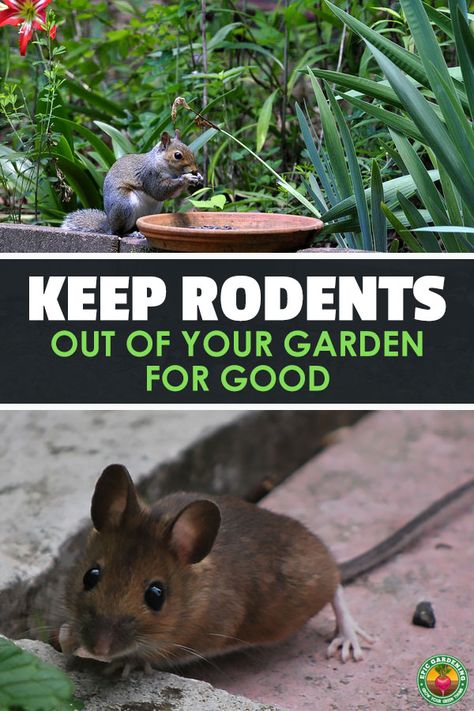 Getting Rid Of Rats, Lawn Pests, Getting Rid Of Mice, Organic Pesticide, Garden Insects, Garden Pest Control, Plants And Flowers, Garden Pests, Organic Vegetables