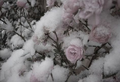 Winter Princess, Cocoppa Wallpaper, Winter Fairy, Angel Aesthetic, Nothing But Flowers, Snow Angels, Winter Aesthetic, Creepy Cute, Nature Aesthetic