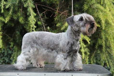 Cesky Terrier, Dog Types, Akc Breeds, Terrier Breeds, Types Of Dogs, Lean Body, Be Unique, Dog Show, Terrier Dogs