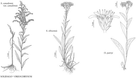 Solidago Tattoo, Solidago Canadensis, Alien Species, Puget Sound, Native Plants, Flower Tattoos, Flower Tattoo, Sound, Tattoos