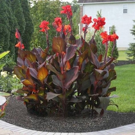 Red Canna bulbs get 4 for only 18.95 when they are sold in stores and online for 21.95. You save big money on JackiesFarm. Free shipping too. Canna Lily Landscaping, Canna Bulbs, Longfield Gardens, Bonsai Seeds, Garden Beautiful, Landscaping Tips, Garden Landscape Design, Plant Flower, Tropical Landscaping