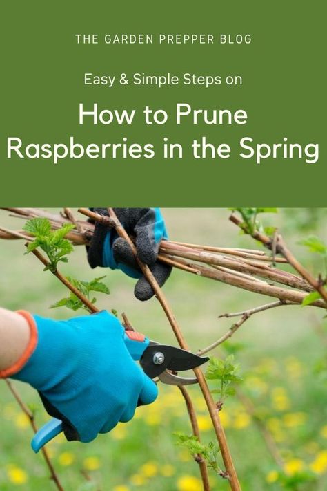 How To Prune Raspberry Plants, When To Prune Raspberry Bushes, How To Prune Raspberries, Staking Raspberry Bushes, How To Trellis Raspberries, Transplanting Raspberry Plants, How To Prune Raspberry Bushes, Pruning Raspberry Bushes, Raspberry Bush Trellis