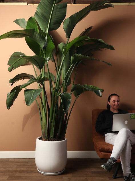 Want plants delivered to you in NYC or NJ? Get plants delivered the very next day with Dahing Plants, your favorite local plant shop! Dark Modern Home, Big Indoor Plants, Birds Of Paradise Plant, Bird Of Paradise Plant, Paradise Plant, Dark Modern, Blue Planter, Floor Plants, Big Plants