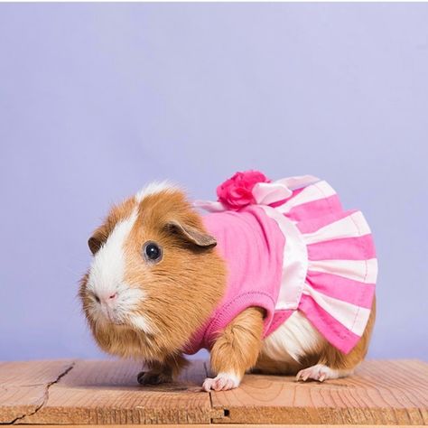 Guinea Pig Costumes, Pig Clothes, Guinea Pig Clothes, Diy Guinea Pig Cage, Guinea Pigs Funny, Pig Costumes, Baby Guinea Pigs, Pig Stuff, Really Cute Puppies