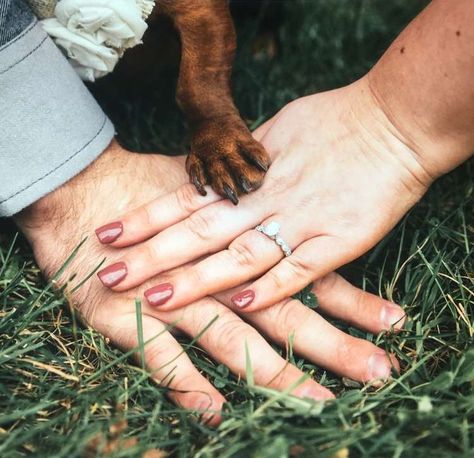 Dachshund At Wedding, Proposal Pictures With Dog, Engagement Photos With Dachshund, Weiner Dog Wedding, Wedding Dachshund, Dachshund Wedding Ideas, Engagement Photos With Dog, Dog Proposal, Dachshund Wedding