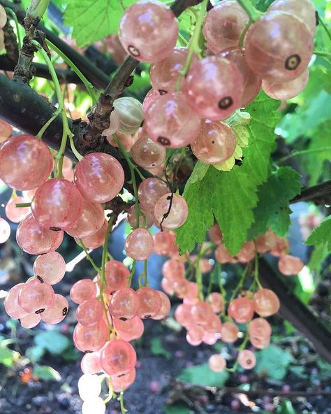 Pretty pink berries Pink Berries, Rare Flowers, Planting Vegetables, Fruit And Veg, Nature Beautiful, Grow Your Own, Urban Garden, Plant Life, Organic Recipes