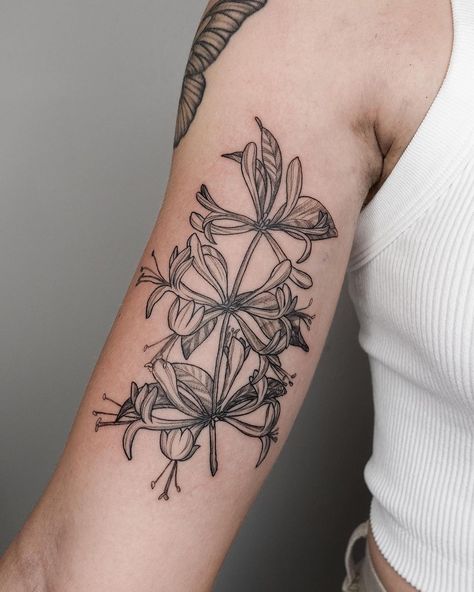 Roses And Honeysuckle Tattoo, Traditional Honeysuckle Tattoo, Honey Suckle Tattoo Flower, Honey Suckle Tattoo Simple, Honey Suckle Flowers Tattoo, June Birth Flower Tattoo Honeysuckle, Honeysuckle Tattoo Design, Honeysuckle Tattoos, Annie Tattoo