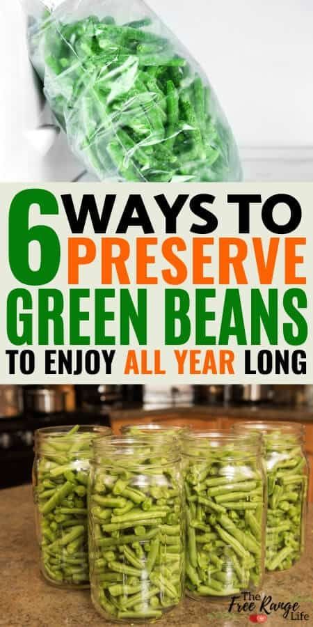 Harvesting Green Beans, Canning Green Beans In The Oven, How To Preserve Green Beans, Green Bean Canning Recipes, Preserve Green Beans, Dried Green Beans, Dehydrated Green Beans, Pressure Canning Green Beans, Preserving Green Beans