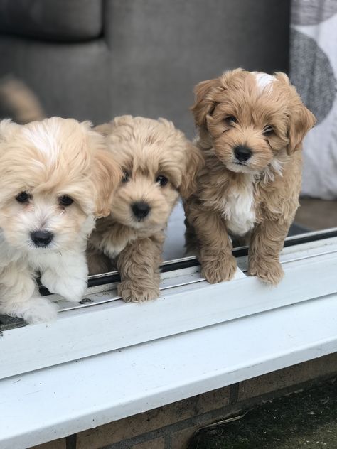 Puppies And Kittens Together, Pooton Puppy, Things To Do With Dogs, Cavoodle Puppies, Tattoos Dog, Kitten And Puppy, Cute Fluffy Puppies, Puppy And Kitten, Dogs Tattoo