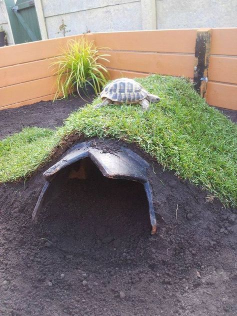 Tartaruga Habitat, Outdoor Tortoise Enclosure, Turtle Enclosure, Turtle Care, Tortoise House, Tortoise Enclosure, Turtle Homes, Leopard Tortoise, Russian Tortoise