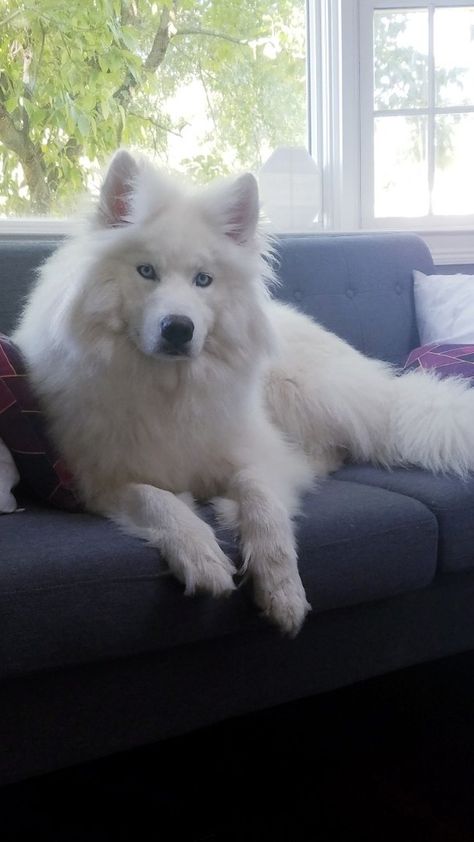 Wooly Siberian Husky, White Siberian Husky Puppy, Malamute Husky, White Siberian Husky, White Husky, Samoyed Dogs, Husky Puppy, Wolf Dog, Siberian Husky