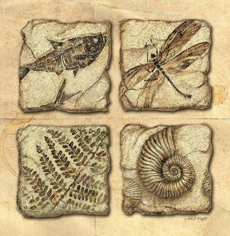 Fossil Art, Fossil Bones, 3d Cnc, Prehistoric Art, Dinosaur Fossils, Natural Forms, Archaeology, Geology, Acrylic Prints