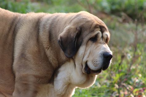 Spanish Mastiff, Guardian Dog, Livestock Guardian, All Breeds Of Dogs, Mastiff Puppies, Mastiff Dogs, English Mastiff, Gentle Giant, Happy Healthy