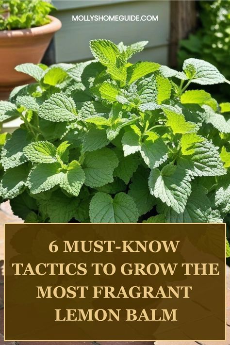 Learn how to grow lemon balm in your garden with our comprehensive guide. Discover all the tips and tricks you need to cultivate healthy lemon balm plants right at home. From proper planting techniques to optimal care routines, we've got you covered. Whether you're a seasoned gardener or just starting out, this step-by-step tutorial will help you successfully grow lemon balm effortlessly. Growing Lemon Balm, Lemon Balm Recipes, Lemon Balm Plant, Planting Techniques, Grow Lemon, How To Grow Lemon, Guest Hair, Lemon Balm, Healing Herbs