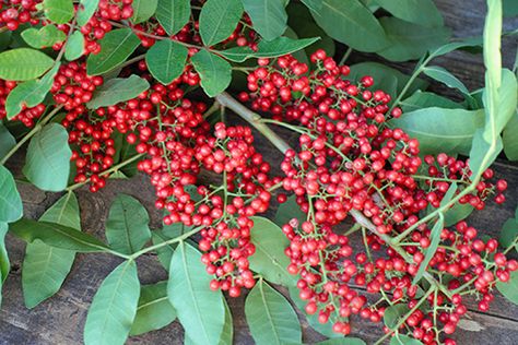 Brazilian Pepper Tree: A Berry with BIG Benefits - Brazilian Pepper Tree, Melaleuca Tree, Benefits Of Berries, Pepper Tree, Bald Cypress, Pink Fruit, Floating Plants, Invasive Plants, Culinary Herbs