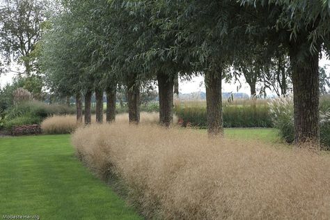 Deschampsia Cespitosa, Music Garden, Grasses Garden, Garden Design Plans, Home Garden Design, Plant Combinations, Side Yard, Old Barn, Ornamental Grasses