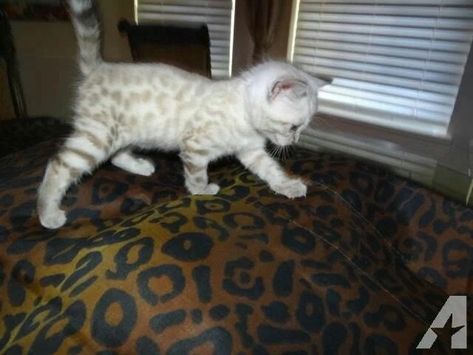 Snow Bengal Cat Kittens, Snow Bengal Kitten, Snow Bengal, Bengal Kittens For Sale, French Bulldog For Sale, Bengal Kittens, Toro Inoue, Small Kittens, Bengal Kitten