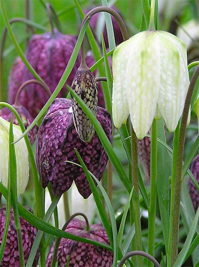 Fritillaria Meleagris, Butterfly Plants, Happy Couples, Garden Bulbs, Spring Bulbs, Woodland Garden, Planting Bulbs, Garden Soil, Spring Blooms