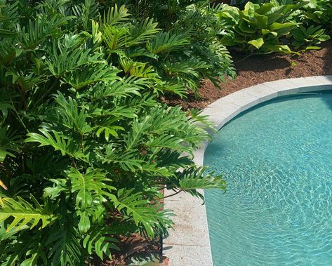 Xanadu Plant Gardens, Xanadu Plant, Plants Around Pool, Philodendron Xanadu, Landscaping Around Pool, Poolside Garden, Pool Plants, Entrance Garden, Pool Landscape Design