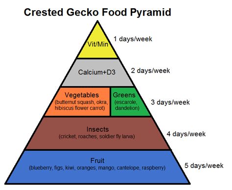 learn about crested gecko nutrition with this food pyramid! Crested Gecko Vivarium, Crested Gecko Habitat, Gecko Cage, Crested Gecko Care, Gecko Vivarium, Leopard Gecko Care, Day Gecko, Gecko Habitat, Gecko Food