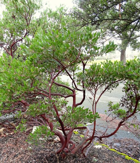 Arctostaphylos patula is a species of manzanita known by the common name greenleaf manzanita. This manzanita is native to western North America where it grows in coniferous forests at moderate to high elevations. Denver Garden, Utah Gardening, Utah Garden, California Trees, Boulder Garden, Colorado Garden, Xeriscape Front Yard, Drought Tolerant Trees, Shrubs For Landscaping