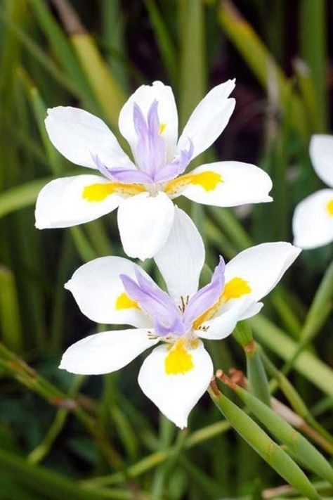 African Iris, Faded Flowers, South African Flowers, Iris White, White Iris, Lily Plants, Crape Myrtle, Iris Flower, Starter Plants