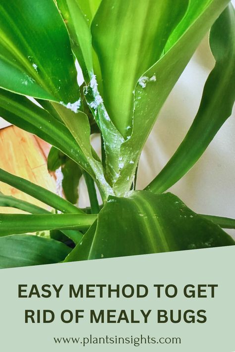 Easy Method to get rid of Mealy bugs Mealy Bugs On House Plants, Mealy Bugs How To Get Rid Of, Mealybugs How To Get Rid, Get Rid Of Mealy Bugs, Houseplant Pests, Get Rid Of Spiders, Mealy Bugs, Household Pests, Spider Mites