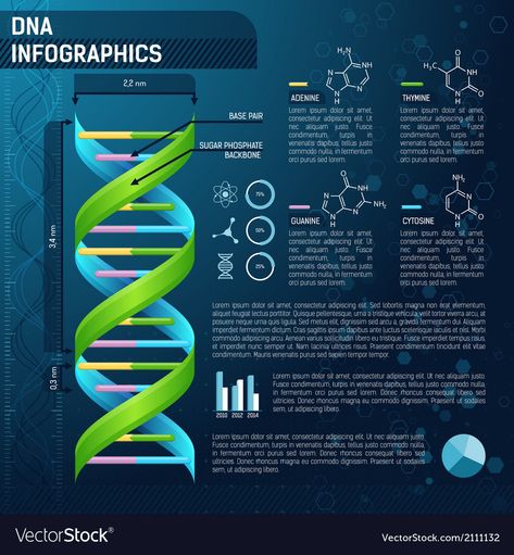 DNA for science infographics Dna Spiral, Dna Activities, Chemistry Design, Dna Facts, Scientific Poster Design, Science Infographics, Science Clipart, Scientific Poster, Science Classroom Decorations