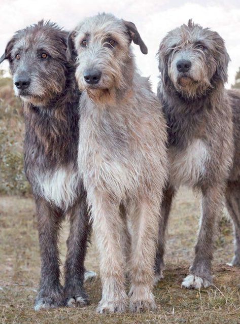 Wolfhound Puppies, Irish Wolfhound Puppies, Irish Wolfhound Dogs, Wolfhound Dog, Tattoo Animal, Giant Dog Breeds, Sight Hounds, Dog Line, Giant Dogs