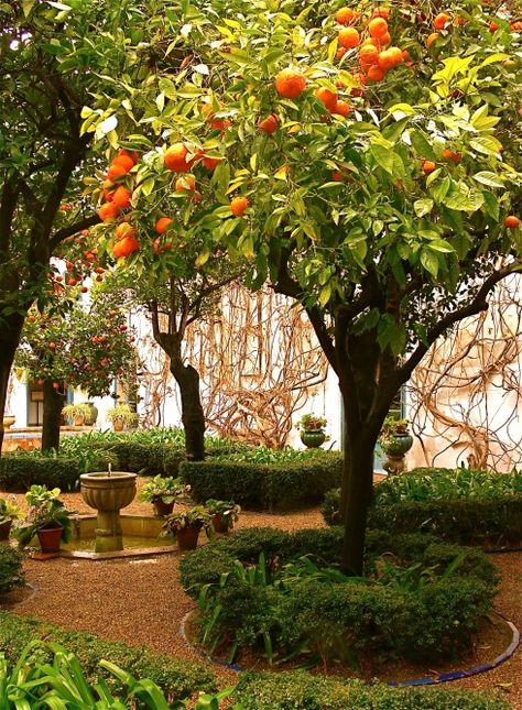 Bitter Orange Garden - Seville, Spain--I miss the orange trees in Spain.... Spanish Garden, Orange Garden, Lucid Dream, Paradise Garden, Mediterranean Garden, Bitter Orange, Orange Tree, Garden Trees, Edible Garden