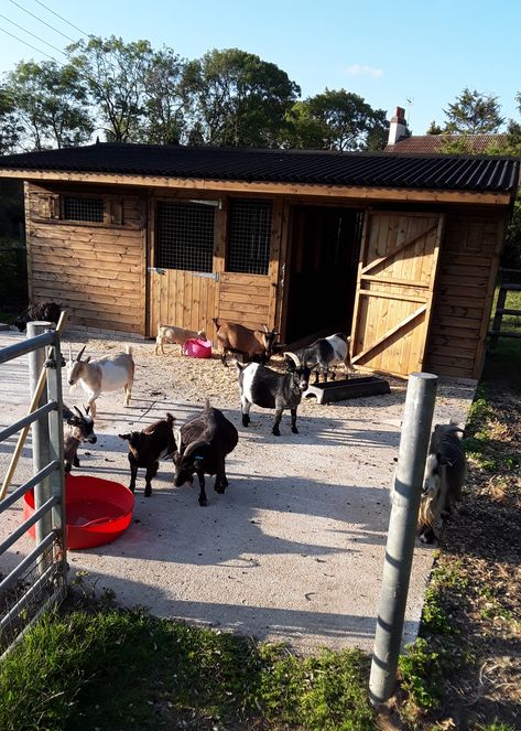 Goat Farming Layout, Goats Playground, Goat Enrichment, Goat Shelter Ideas, Goat Pens, Goat Houses, Goat Shelters, Chicken House Ideas, Goat Herder