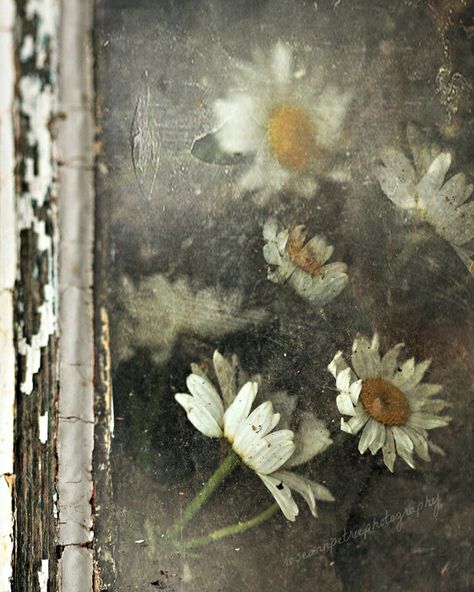 Daisies ✿⊱ Growth And Decay, Sunflowers And Daisies, Daisy Love, White Daisies, Pics Art, Still Life Photography, Window Sill, My Flower, Flower Power