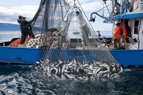 Salmon haul Deadliest Catch, Alaska Fishing, Agriculture Industry, Tactical Gear Loadout, Fishing Pictures, Salmon Fishing, Ocean Fishing, Deep Sea Fishing, Beach Fishing