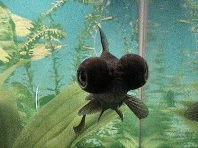 black moor the clumsy adorable goldfish that i want :D Big Eyed Fish, Black Goldfish, Beyond The Sea, Fish Care, Beautiful Fish, Freshwater Aquarium, Freshwater Fish, Sea Fish, Zoology