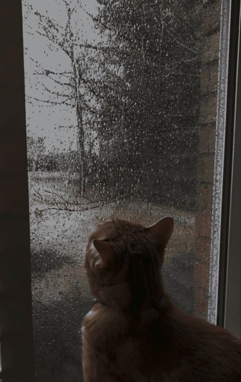 The Rain, Rainy Day, A Cat, Microsoft, The World, Music