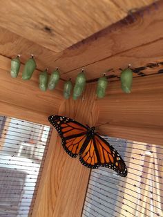 How To Build A Butterfly House, Indoor Butterfly Habitat, Outdoor Butterfly Enclosure, Butterfly Enclosure Plans, Indoor Butterfly Garden, Butterfly Enclosure Diy, Diy Butterfly Habitat, Butterfly Aviary, Butterfly Greenhouse