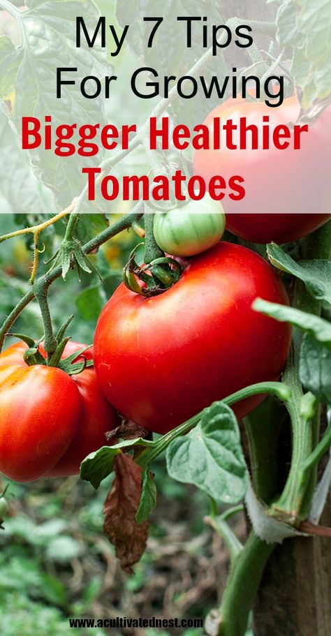 Tomatoes Growing, Growing Tomato Plants, Big Tomato, Grow Tomatoes, Backyard Vegetable Gardens, Organic Vegetable Garden, Garden Veggies, Veg Garden, Tomato Garden