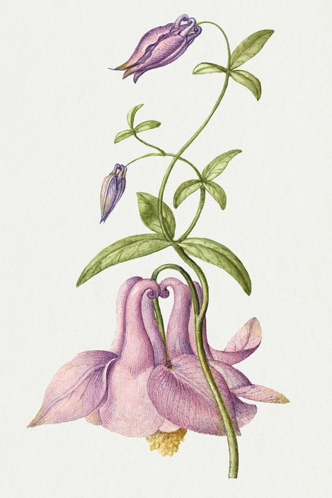 Purple bell-shaped flower hand drawn illustration | free image by rawpixel.com / Aom Woraluck Bell Flowers, Flowers Tropical, Free Illustration Images, Antique Artwork, Hand Drawn Illustration, Drawn Illustration, Vintage Purple, Flower Illustration, Tropical Flowers