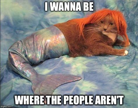 kitty. mermaid. Little Mermaid. I wanna be where the people aren't. Halloween Meme, Funny Animal Images, Mermaid Cat, Halloween Memes, Mom Pictures, Funny Mom Jokes, Pet Day, Pets Funny, Funny Mom