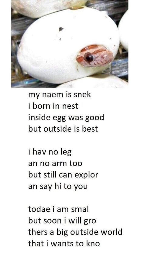 Animal Poems, Rabbit Cages, Cute Reptiles, Cute Snake, The Poem, Funny Animal Jokes, Funny Animal Memes, Animal Jokes, Cute Creatures