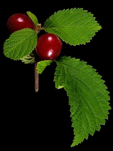 Nanking cherry: Prunus tomentosa Prunus Tomentosa, Nanking Cherry, Fruits And Vegetables, Cherry, Herbs, Fruit