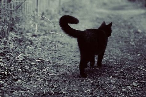 Black Cat Aesthetic, Cat Dark, Sweet Kitty, Black Grunge, A Black Cat, Witch Aesthetic, Cute Eyes, Cat Aesthetic, Kitty Cats