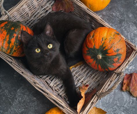 Black Cat Adoption, National Black Cat Day, Black Cat Day, Black Cat Appreciation Day, Fall Cats, Image Halloween, Black Cat Lover, A Black Cat, Pet Day