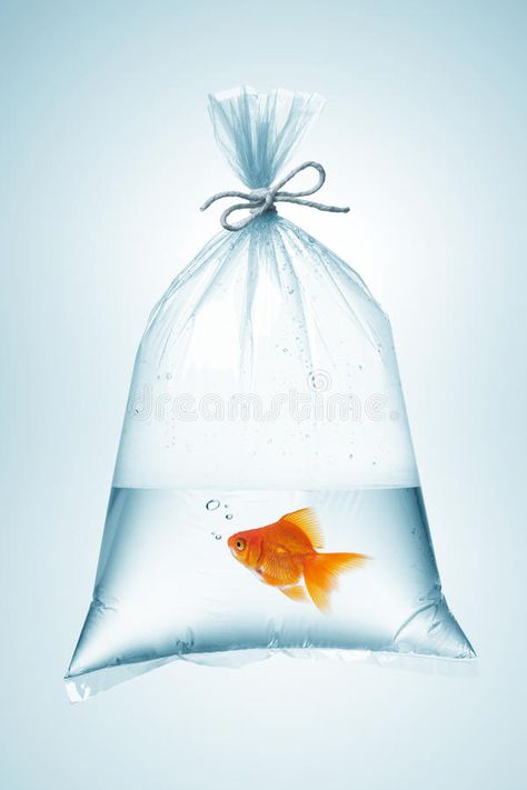 Goldfish in bag. Goldfish in plastic bag, tied with rope , #ad, #bag, #Goldfish, #plastic, #rope, #tied #ad Goldfish In Bag, Fish Tank Film, Rope Image, Childhood Memories 70s, Water Drawing, Drawing Bag, Fish In A Bag, Vintage Memory, Art Challenge