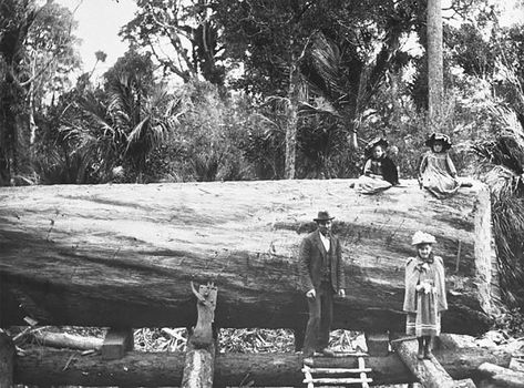 Photography - Historical Family visit to Dad's work in the Bush - 1898 - Waitakere Ranges Log ready to be transported to the mill or the Pit Saw, not the timber Jack holding it in place... read more on link - Click photo to read more or enlarge A photo records history for future generations.... - MAD on New Zealand - "Memories Start Here” - A New Zealand Web Site for New Zealand Content #logging #timber Industry Photography, Sawn Timber, Old Trees, Link Click, The Bush, The Mill, Click Photo, Tree Hugger, The Pit