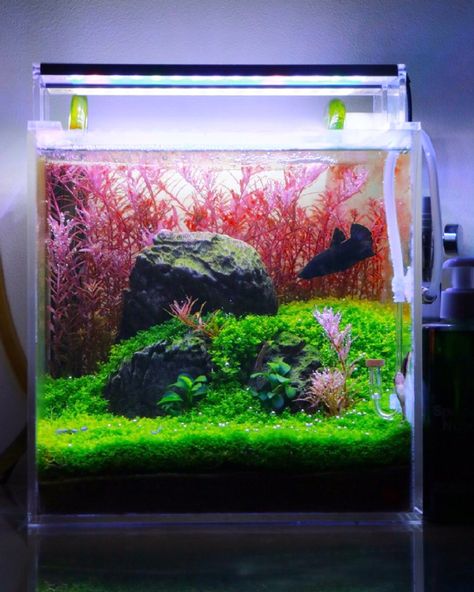 Nano Aquascape, Cube Aquarium, Aqua Scaping, Aquascape Design, Aquatic Garden, Nano Aquarium, Fish Tanks, Fish Tank Decorations, Aquarium Fish Tank