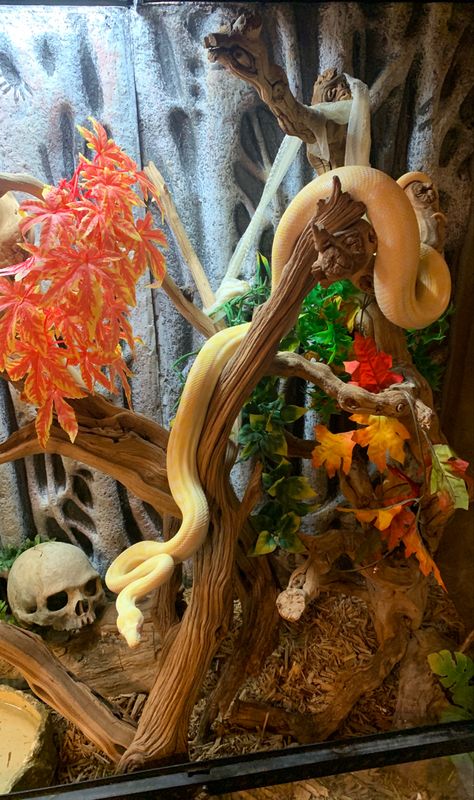 Snake Enclosure Ideas Ball Python, Snake Exhibit, Snake Tank Decor, Snake Cage Ideas, Snake Terrarium Ideas Ball Python, Snake Terrarium Ideas, Ball Python Terrarium Ideas, Ball Python Enclosure Ideas, Snake Enrichment