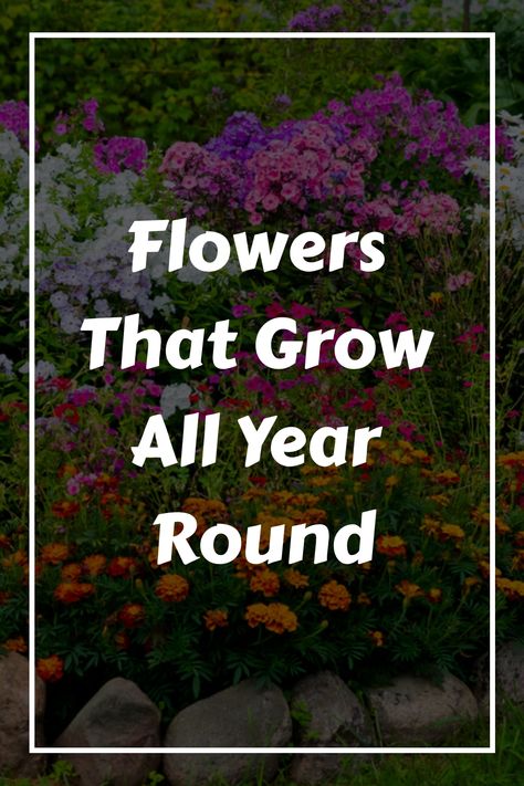 Are you a flower enthusiast looking to add some charm to your garden all year round? Look no further, because in this article, you’ll discover a list of 35 exquisite flowers that bloom across all Year Round Flowers, Growing Flowers, Types Of Plants, A Flower, Plants, Flowers, Quick Saves, Beauty