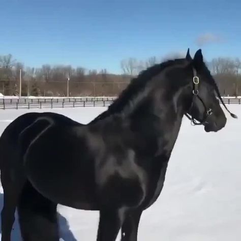 Horse Gif, Types Of Horses, Black Horses, Friesian Horse, Majestic Horse, Horse Blankets, Horse Jumping, Draft Horses, Equestrian Outfits